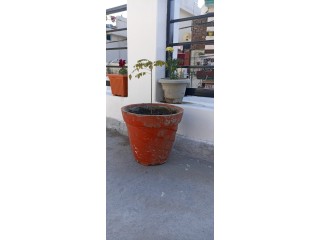 5 plant pots